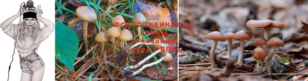 мескалин Аркадак